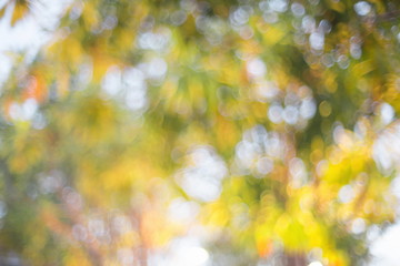 Abstract Bokeh background.