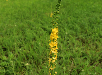 Agrimonia eupatoria, common agrimony, church steeples or sticklewort in the wild. Natural remedy.