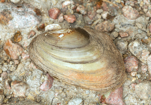 Shell of duck mussel, Anodonta anatina on rocks