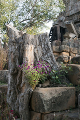 Fototapeta premium Battambang Cambodia, view of tree stump and purple flowers with Wat Ek Phnom in the background