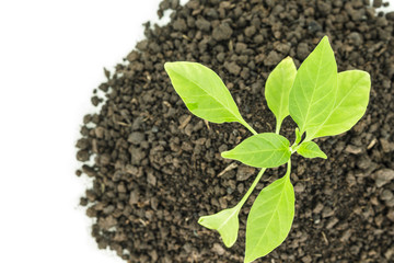 green tree sprout plants growing hope ecology on white background top focus