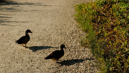 DUCK