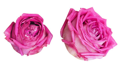 Fototapeta premium Set of pink rose flower