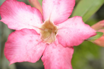 Fototapeta na wymiar Pink Flower on the street