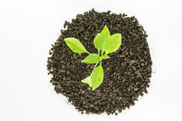 green tree sprout plants growing hope ecology on white background
