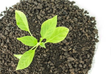 green tree sprout plants growing hope ecology on white background