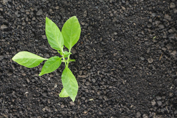 green tree sprout plants growing hope ecology on white background