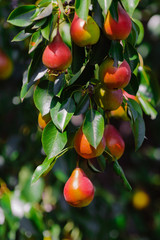  ripe red pears hang on a branch, a sunny day