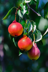 Three ripe red pears hang on a branch