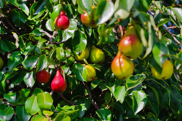 Many yellow and red ripe pears hang on branches