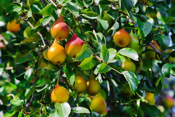A lot of yellow ripe pears hang on branches