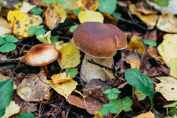 Mushroom boletus growing in the forest in autumn. Porcini among the leaves