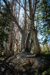 Tree growing out of rocks