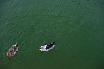 ducks in the lake, animal wildlife, 