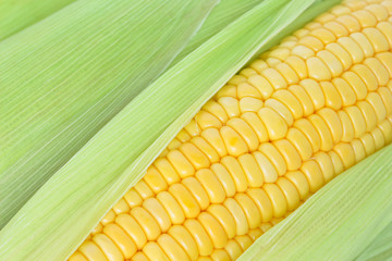 corn on the cob, husk organic food nature background