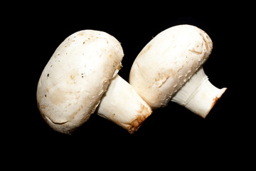 mushrooms isolated on a black background