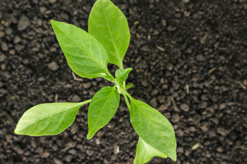 green tree sprout plants growing hope ecology on ground background