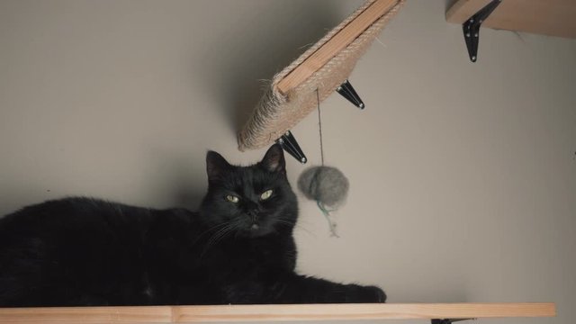Annoyed black cat on a shelf