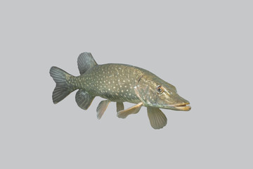 Naklejka premium Fish predatory pike.