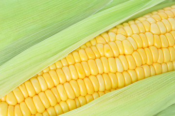 corn on the cob, husk organic food nature background