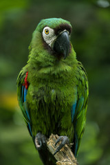 Ara Severa Macaw