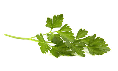 parsley isolated on a white background
