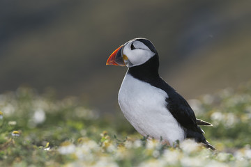 Atlantic Puffin on Skomer Island, Wales