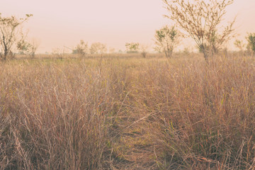 road and pathway summer vintage nature background