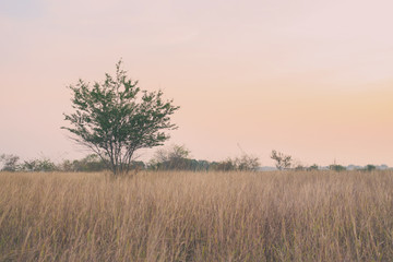 Fototapeta premium tree grass summer vintage nature background