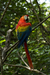 Obraz premium Ara Macao Macaw