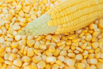 corn organic food nature background