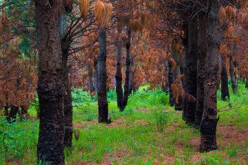 Pine forest