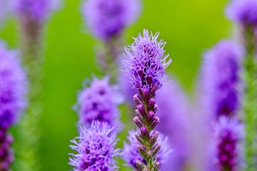 Obraz premium Lavender thistle flowers in green field with blurred background