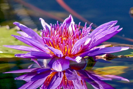 Closeup, lavender, pink, Egyptian Lotus Flower and reflection in pond