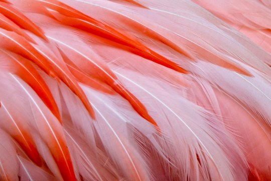 Closeup, Pink Flamingo Feathers, texture, soft, beautiful, white, red