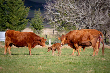 A Red Devon cow gives birth to a calf in a field while another cow looks on © Sheryl