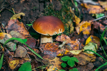 Mushroom boletus growing in the forest in autumn. Porcini among the leaves