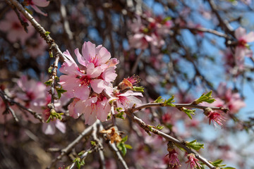 Cherry blossoms, pink flowers