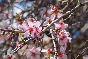 Cherry blossoms, pink flowers