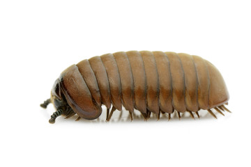 Image of pill millipede(Oniscomorpha) isolated on a white background. Glomerida. Insect. Animal.
