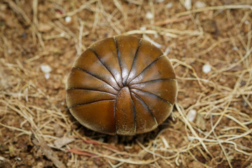 Image of pill millipede(Oniscomorpha) on the floor. Glomerida. Insect. Animal.