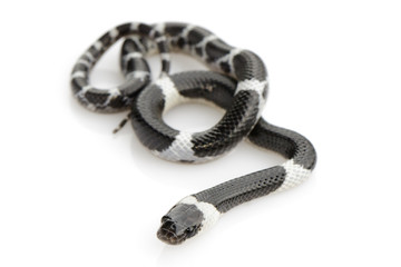 Image of little snake (Lycodon laoensis) on white background., Reptile,. Animals