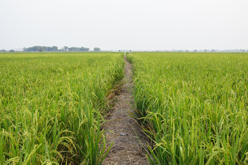 road and pathway summer vintage nature background