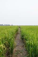 Obraz premium road and pathway summer vintage nature background