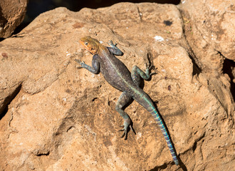 lizard