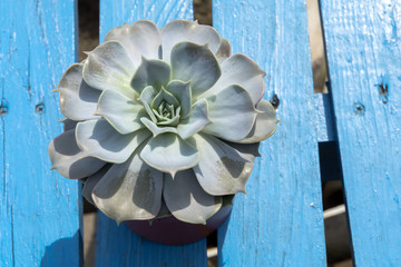 Echeveria succulent plant