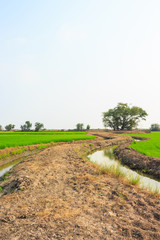 road and pathway summer vintage nature background