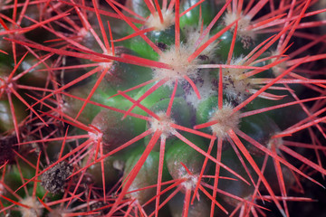 Grusonii rainbow cactus