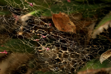 SPIDER WEB AND FALLEN LEAF  NATURE AND NET  The trap that obstacles 