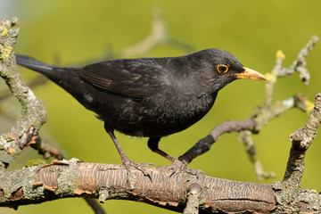 Amsel